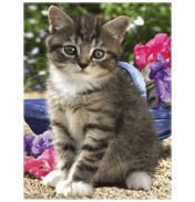 Cat in the Garden Classic 1000 Piece